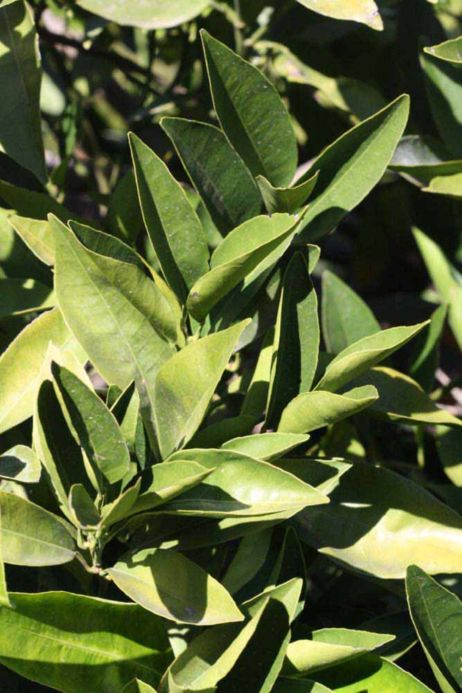            Sun leaves (Riverside, CA)   